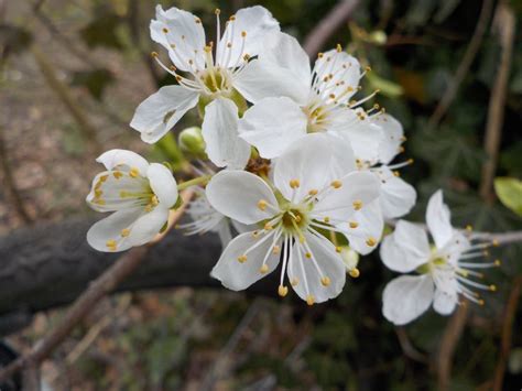 Prunus spinosa