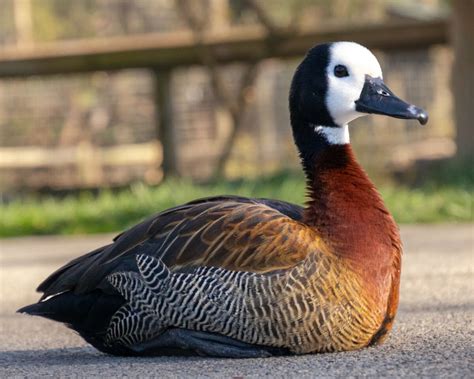 Duck, White-faced Whistling - Safari West