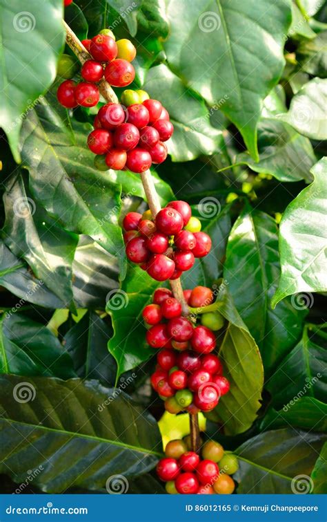 Coffee beans on tree stock image. Image of beverage, harvest - 86012165