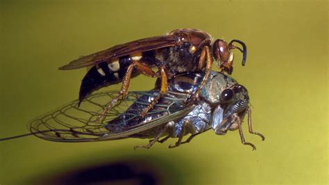 Hornet Vs Cicada Killer