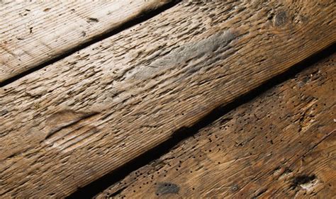 Woodworm treatment: Signs to look out for and how to get rid of it | Express.co.uk