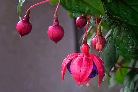 How to Grow and Care for Fuchsia Plants - growhappierplants.com