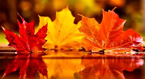 Autumn Leaf Wallpapers - Top Free Autumn Leaf Backgrounds - WallpaperAccess