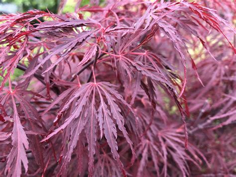 Red Dragon Dwarf Weeping Japanese Maple