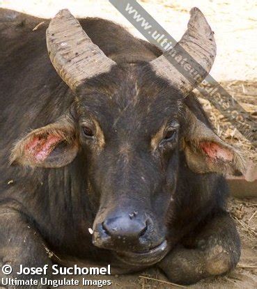 Tamaraw (Bubalus mindorensis) - Quick facts