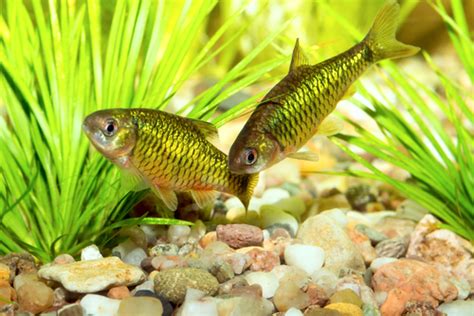 15 Best Congo Tetra Tank Mates - FishLab - FishLab