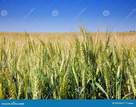 Wheat Cereal Plant Royalty Free Stock Photography - Image: 20154217