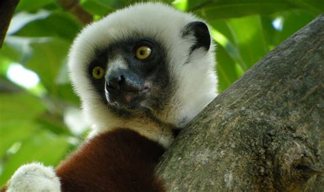 'Zoboomafoo' Lemur Dead: 5 Fast Facts You Need to Know