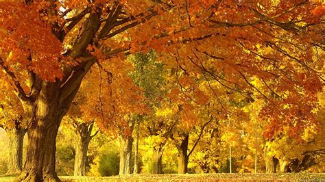 Autumn Oaks, fall, autumn, leaves, oaks, nature, forests, trees, HD wallpaper | Peakpx