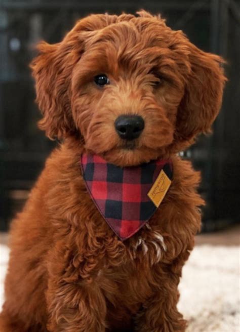 The Red Goldendoodle - Meet The Breed