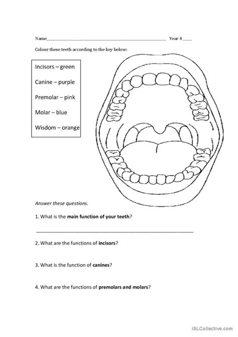 teeth, incisor, canine, premolar, mo…: English ESL worksheets pdf & doc