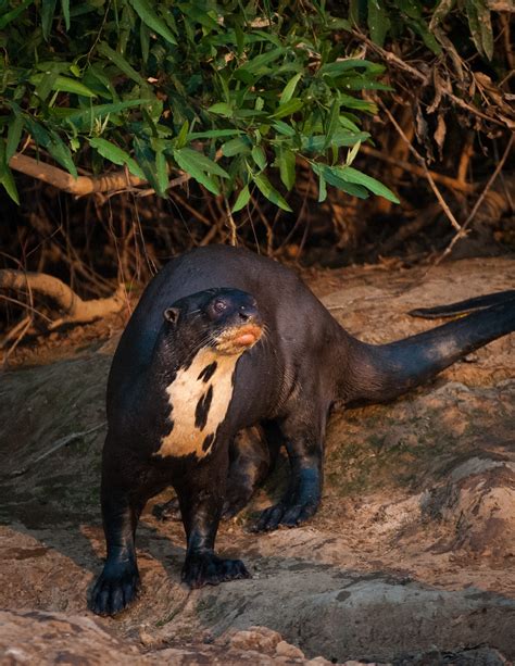 Giant River Otter | Sean Crane Photography