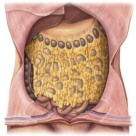 Peritoneal cavity (Anatomy) - Study Guide | Kenhub