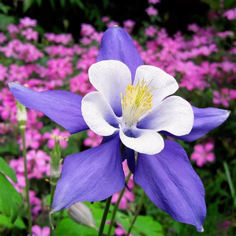 Aquilegia.... | Mark Wilkins | Flickr