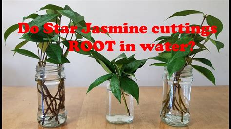 How To Propagate Star Jasmine Plant - Gelidoeignifugo