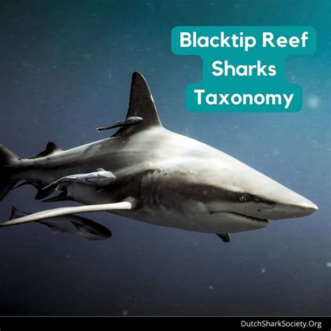 Blacktip Reef Sharks Facts And Info Guide - Dutch Shark Society