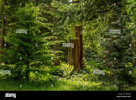 Scottish pine forest with Leptosporangiate ferns and the sun streaming through the tall trees ...