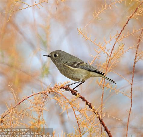 Hunting Digital Plumes in the US and Beyond: Songbirds of the Sonoran ...