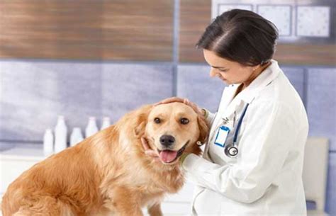 Emergency Care at Cornerstone Animal Hospital | Cornerstone Animal Hospital