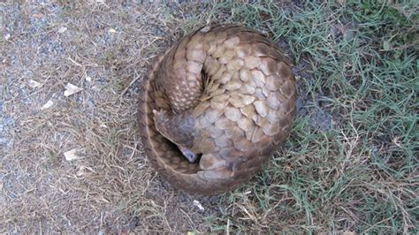 Do or die - deciding the pangolin’s fate at CoP17 - Africa Geographic