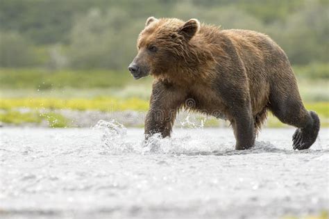 Grizzly Bear Fishing for Salmon Stock Image - Image of grizzly, katmai ...