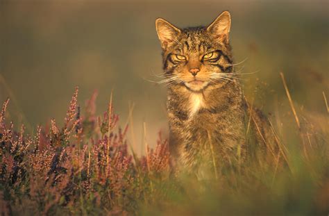 Wild Scotland wildlife and adventure tourism | Wildcat in heather: credit Peter Cairns/Northshots