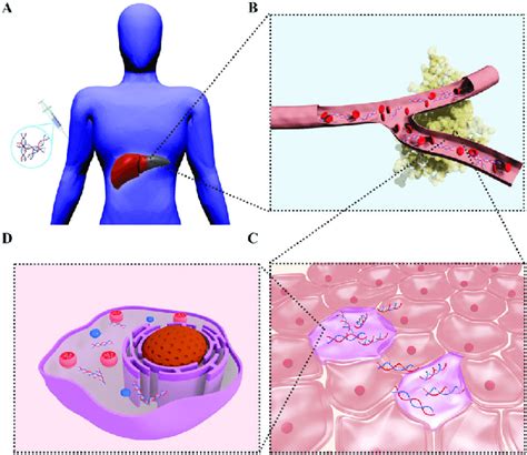 Physiological and biological obstacles of siRNA therapeutics. (A)... | Download Scientific Diagram