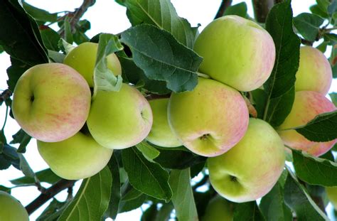 Kashmir’s apple crop up 5% – Eurofresh Distribution