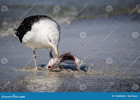 Seagull Eating Fish Stock Photography | CartoonDealer.com #155122850