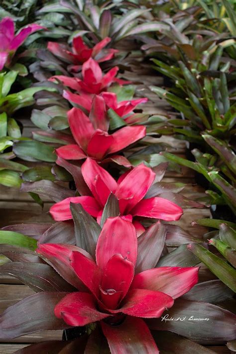 Red Bromeliad Photograph by Richard Bevevino | Fine Art America