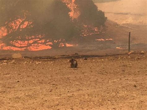 A look at koalas in Australian culture amid the fires that are devastating their population ...