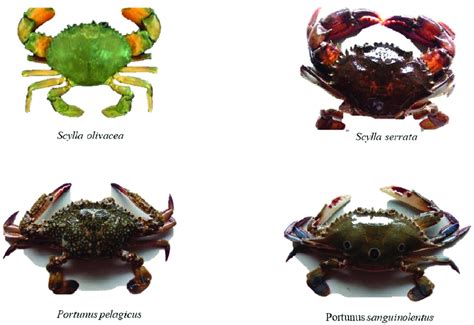 Economically important crab species selected for the study | Download ...