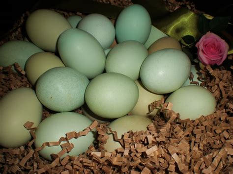 Araucana Chickens | ARAUCANA CHICKEN EGGS | Araucana chickens, Easter eggs, Eggs