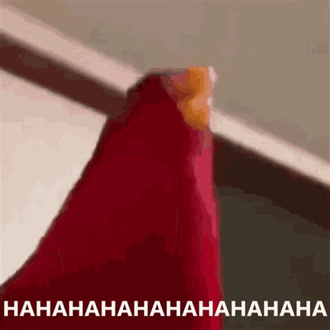 Parrot Laughing Red Parrot GIF - Parrot Laughing Laughing Parrot - Discover & Share GIFs