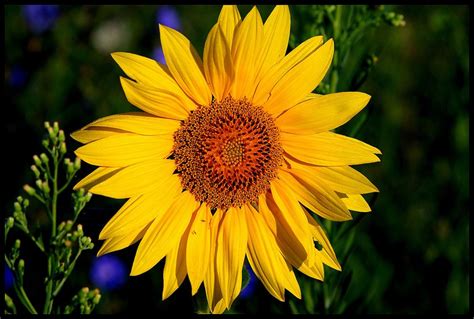 Tournesol au petit-matin... photo et image | fleurs, photos de ...