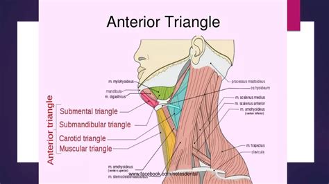 Anatomy of submental and submandibular triangles | PPT