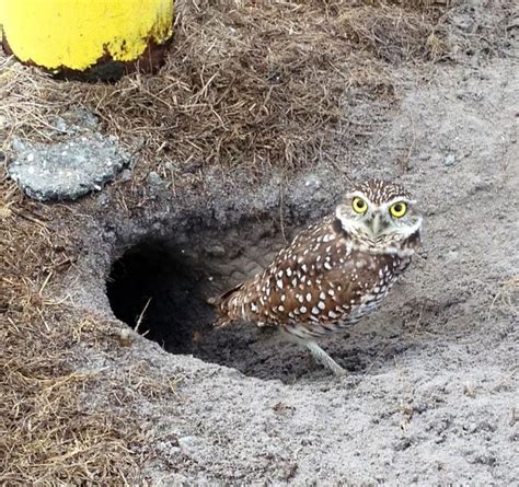 Ground Nesting Birds: Safe and Sound Underground - Birds and Blooms