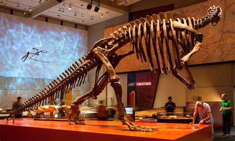 Lost Creatures - Queensland Museum - Thylacine