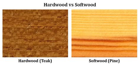 Difference between Hardwood and Softwood | EasyBiologyClass