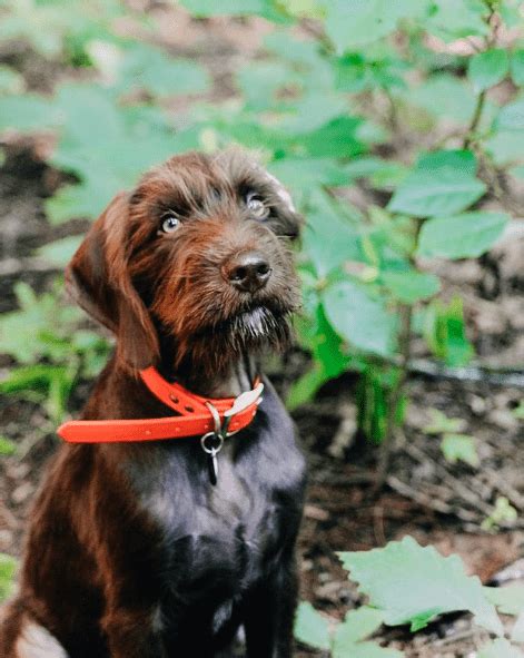 Presenting the Pudelpointer: The Best Hunting Dog Around - Animalso