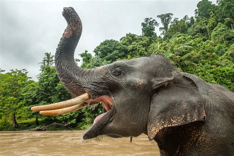Asian Elephant | Sean Crane Photography