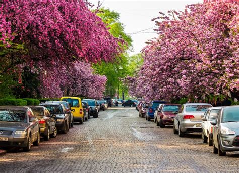 Streets of Uzhgorod in Cherry Blossom Editorial Stock Photo - Image of culture, fresh: 110191538