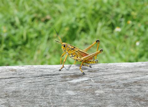 Yellow Grasshopper Stock Photo - Download Image Now - iStock