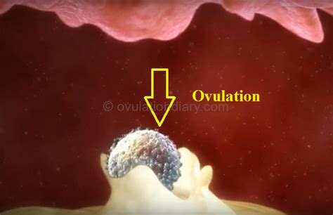 8 great methods for calculating ovulation (Most accurate ...