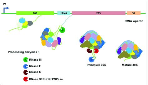 Ribosome biogenesis in eubacteria. All the three rRNA species are ...