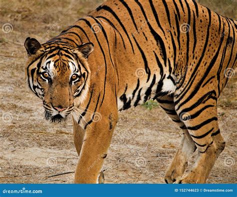 Hunting Bengal Tiger Crounching To Hunt Its Prey Stock Image - Image of bengal, crounching ...