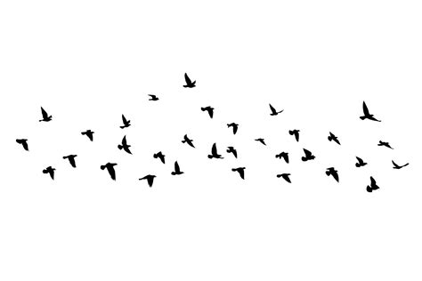 Bird silhouette에 있는 핀