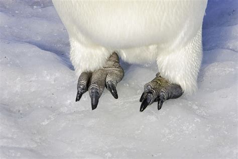 Penguin Feet Color