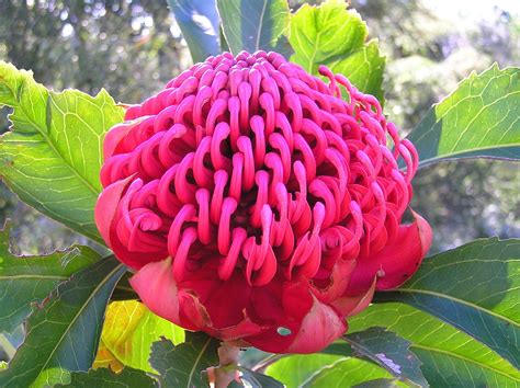 Waratah - Wikipedia