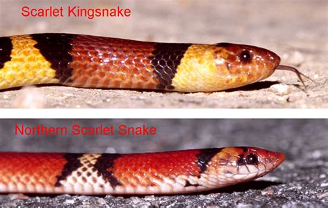 Scarlet Kingsnake, Northern Scarlet Snake comparison - a photo on Flickriver